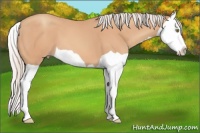 Horse Color:Silver Amber Champagne Splash