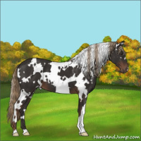 Horse Color:White Spotted Liver Chestnut 