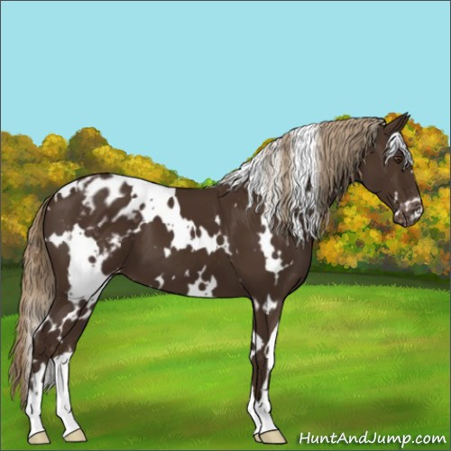 Horse Color:White Spotted Liver Chestnut Appaloosa 
