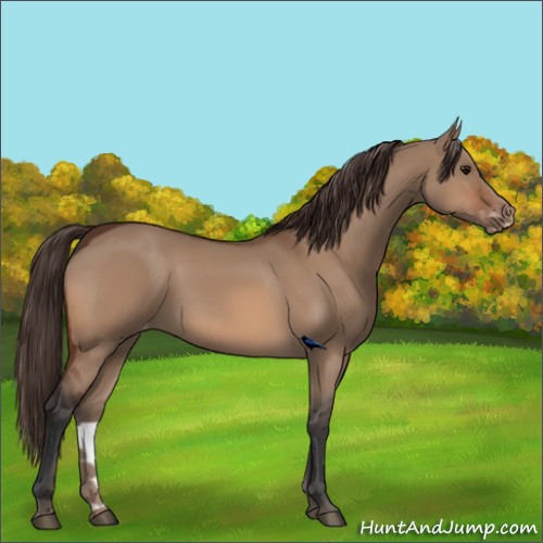 Horse Color:Bay Dun Appaloosa 
