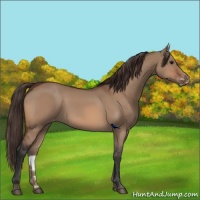 Horse Color:Bay Dun Varnish 