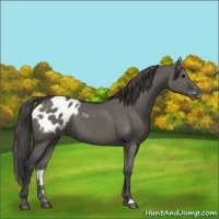Horse Color:Grullo Appaloosa 