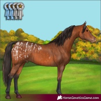 Horse Color:Bay Appaloosa  and Bay Appaloosa 