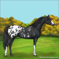 Horse Color:Black Appaloosa