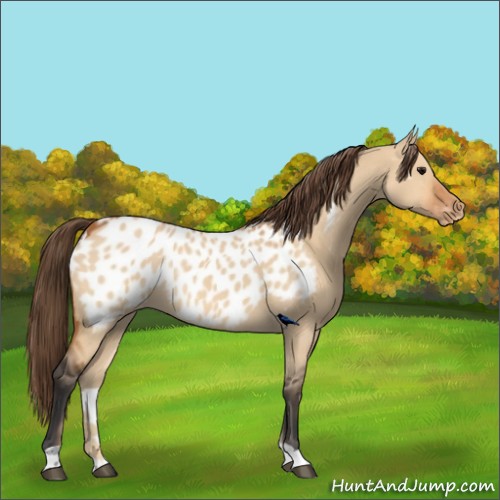 Horse Color:Bay Dun Appaloosa Rabicano 