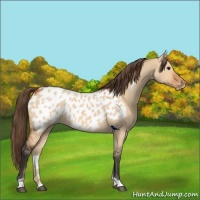 Horse Color:Bay Dun Near Leopard Rabicano