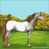 Horse Color:Red Dun Near Fewspot 