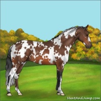 Horse Color:White Spotted Bay 