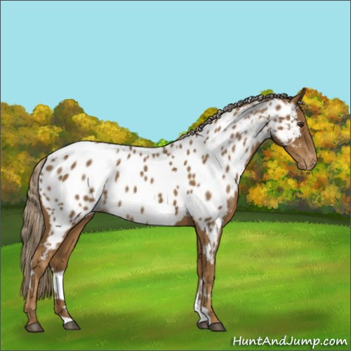 Horse Color:White Spotted Chocolate Palomino Appaloosa 