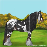 Horse Color:White Spotted Liver Chestnut Blanket 