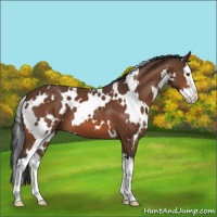 Horse Color:White Spotted Bay Splash