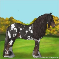 Horse Color:White Spotted Liver Chestnut 