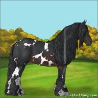Horse Color:White Spotted Brown 