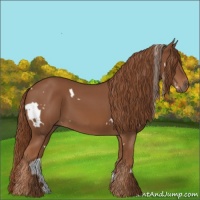 Horse Color:White Spotted Chestnut 