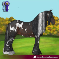 Horse Color:White Spotted Brown 