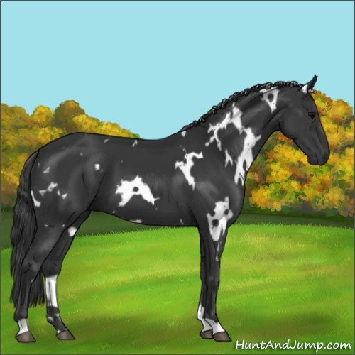 Horse Color:White Spotted Black 