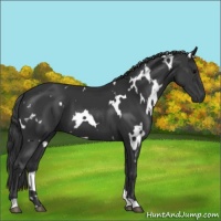 Horse Color:White Spotted Black 