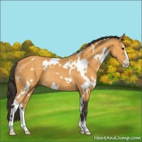 Horse Color:White Spotted Buckskin Sabino Rabicano