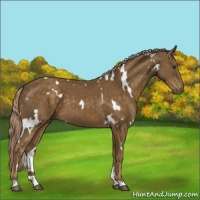 Horse Color:White Spotted Chocolate Palomino 