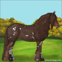 Horse Color:White Spotted Liver Chestnut 