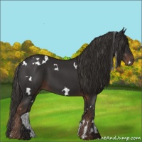 Horse Color:White Spotted Liver Chestnut
