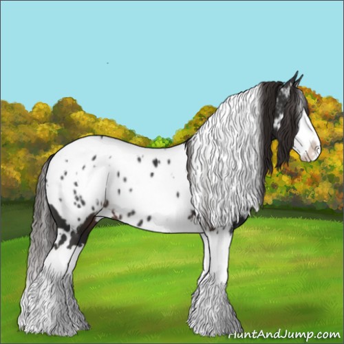 Horse Color:White Spotted Liver Chestnut Splash Appaloosa 