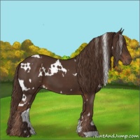 Horse Color:White Spotted Liver Chestnut 