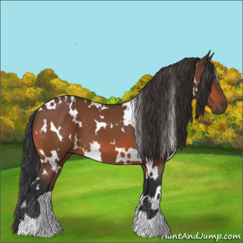 Horse Color:White Spotted Bay 