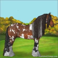 Horse Color:White Spotted Bay 