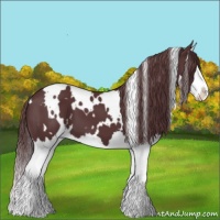 Horse Color:White Spotted Chocolate Black Splash