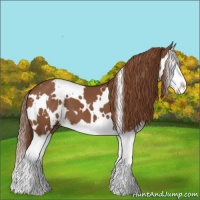 Horse Color:White Spotted Chestnut Splash