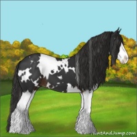 Horse Color:White Spotted Liver Chestnut Splash 