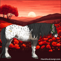 Horse Color:Blue Onyx Sabino Appaloosa 