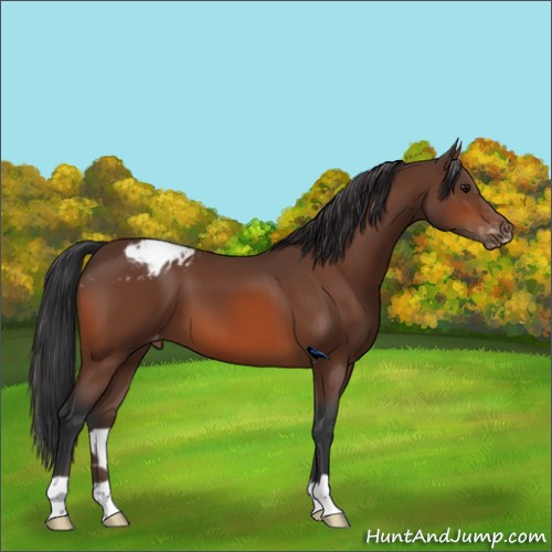 Horse Color:Bay Appaloosa 