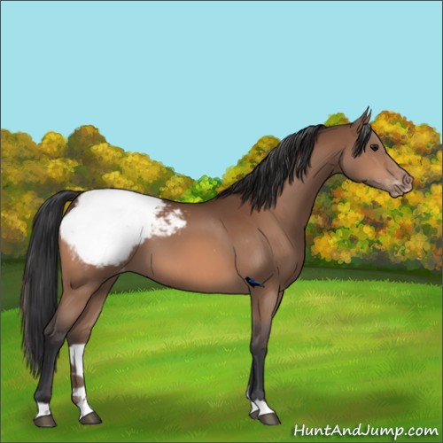 Horse Color:Bay Appaloosa 