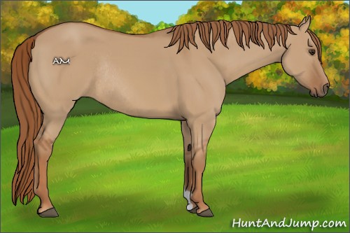 Horse Color:Red Dun Rabicano 