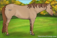 Horse Color:Red Dun Rabicano
