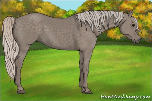 Horse Color:Silver Grullo Rabicano 
