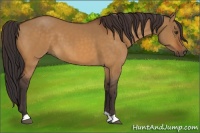 Horse Color:Buckskin Dun 