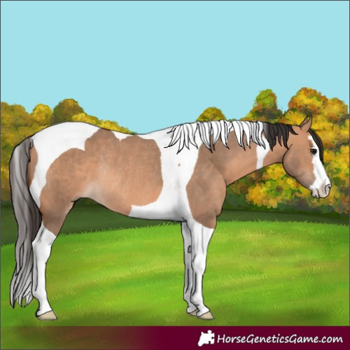 Horse Color:Bay Dun Splash Tobiano Rabicano 