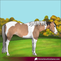 Horse Color:Bay Dun Splash Tobiano Rabicano 