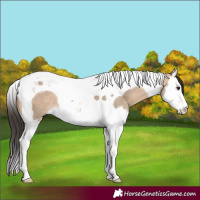Horse Color:Bay Dun Splash Tobiano 