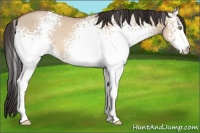 Horse Color:White Spotted Amber Champagne Dun
