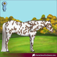 Horse Color:Liver Red Dun Appaloosa