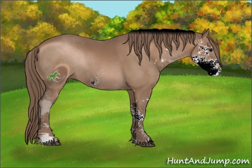 Horse Color:ERROR: UNKNOWN ANOMALY