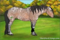 Horse Color:Bay Ice Sabino Tobiano Appaloosa 
