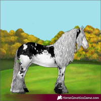 Horse Color:Blue Roan Sabino Appaloosa 