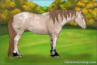 Horse Color:Liver Chestnut Ice Pearl Sabino