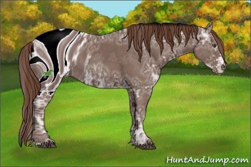 Horse Color:ERROR: UNKNOWN ANOMALY