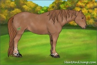 Horse Color:Chestnut Sabino 